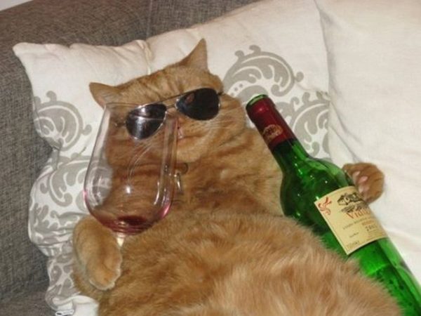 Funny-Cat-Being-cool-with-wine-and-sunglasses-600x450.jpg